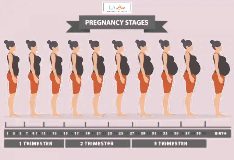 First Trimester (Weeks 1–12): Early Changes You Might Not Notice Crystal Palace